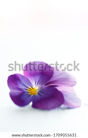 Similar – crocus Nature Plant Spring