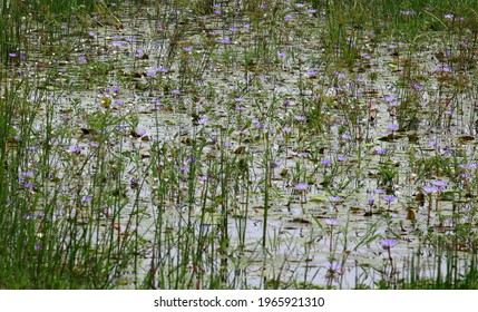 Fresh purple waterlily flowers are all over water surface