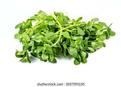 Fresh Purslane Isolated On White Background Stock Photo 2037593150 ...