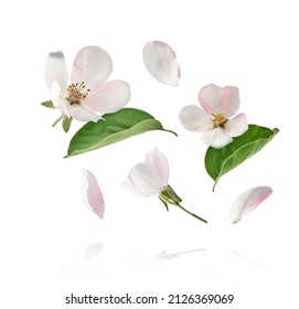 Fresh quince blossom, beautiful pink flowers falling in the air isolated on white background. Zero gravity or levitation, spring flowers conception, high resolution image - Powered by Shutterstock