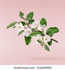 Fresh quince blossom, beautiful pink flowers falling in the air isolated on pink background. Zero gravity or levitation, spring flowers conception, high resolution image - Powered by Shutterstock