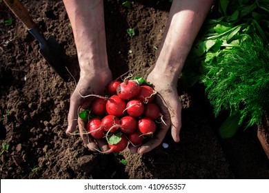 Fresh Radish In Farmer Hands