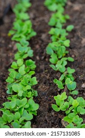 Fresh Radish Seedlings Growing In Soil