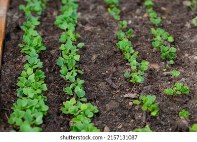 Fresh Radish Seedlings Growing In Soil