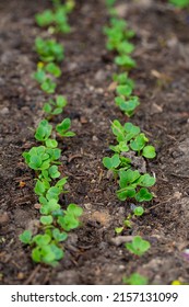 Fresh Radish Seedlings Growing In Soil