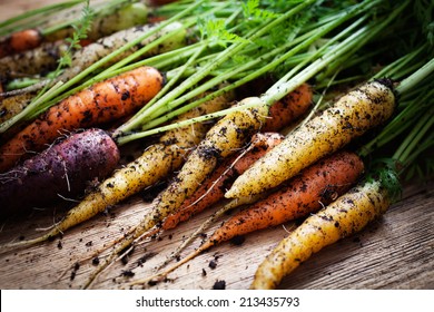 Fresh rainbow carrots picked from the garden - Shutterstock ID 213435793