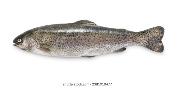 Fresh rainbow trout on white background - Powered by Shutterstock