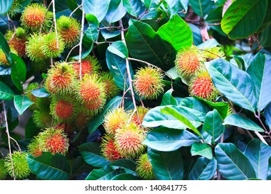 Fresh rambutan from orchard on the eastern part Thailand