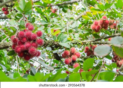 Fresh Rambutans On The Tree In The Garden In Jantaburi Province,Thailand.it Is The Native Fruit Of Southeast Asia.