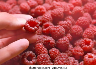 Fresh raspberries. Hand holds a juicy fresh raspberry. Season of fruit and jam cooking. Raspberry group. Summer berries harvest season. Delicious and healthy dessert.