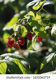 Fresh Raspberries Hanging Off A Rasberry Bush 