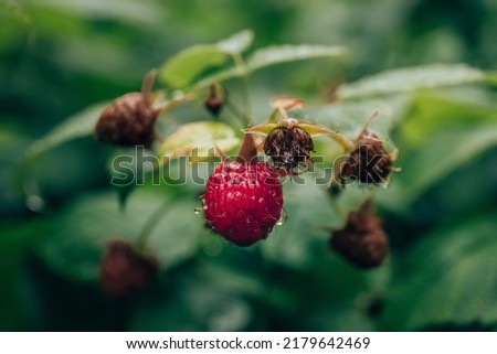 Fresh raspberries on a branch, after rain. Beautiful red berry on a branch during the rain