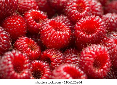 Fresh raspberry background.