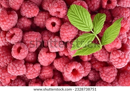 Fresh raspberry background close up photo.Flet ley.