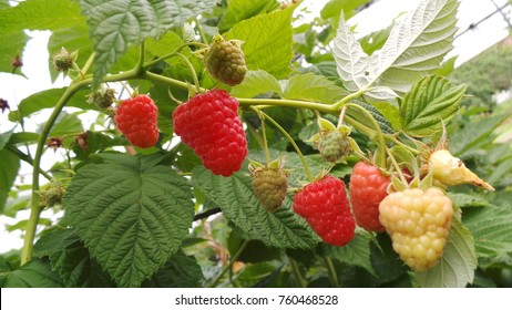 Fresh Raspberry On Tree Background