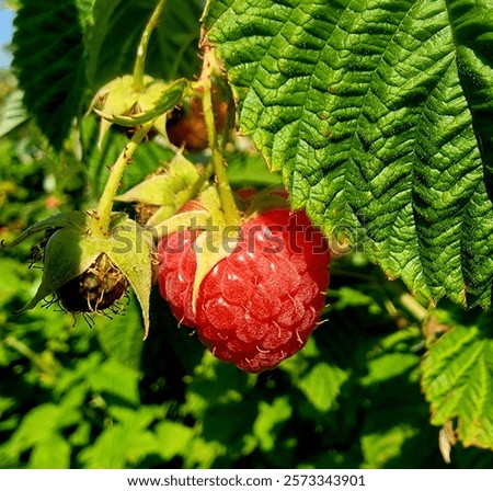 Fresh raspberry picking from the bashes