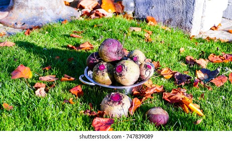 fresh raw beetroot inside a colander.