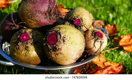 fresh raw beetroot inside a colander.
