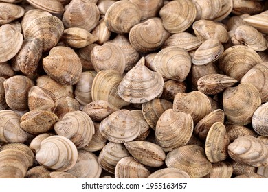 Fresh Raw Clams One Of The Main Ingredients Of The Mediterranean Cuisine