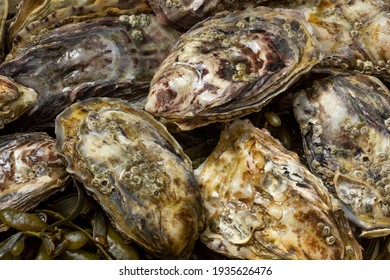 Fresh raw closed Pacific oyster, Japanese oyster, close up full frame as background
