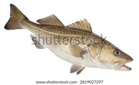 Fresh raw cod fish isolated on white transparent background.