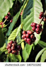 Fresh Raw Coffee Beans Growing In A Coffee Plantation In Coorg, India.