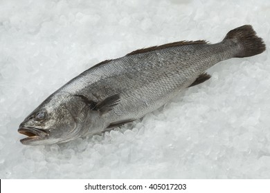 Fresh Raw Corvina Fish On Ice