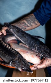 Fresh Raw Dorado, Sturgeon, Catfish, Ready To Bake