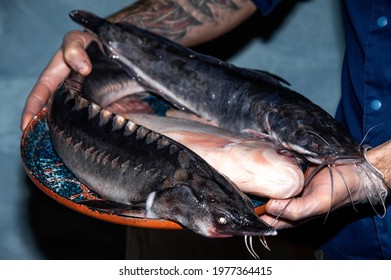 Fresh Raw Dorado, Sturgeon, Catfish, Ready To Bake