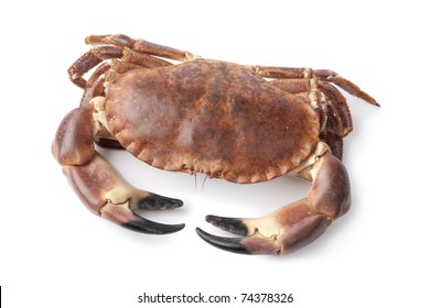  Fresh raw edible sea crab isolated on white background