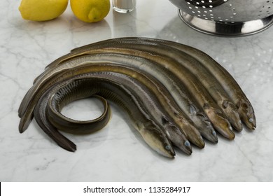 Fresh raw eels in the kitchen ready to cook