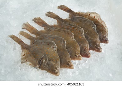 Fresh Raw European Plaice Fishes On Ice