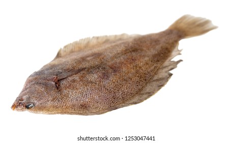 fresh raw fish flounder on white isolated background