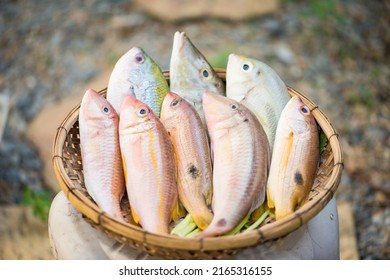 Fresh Raw Fish In Wood Tray Show Ingredients For Sashimi Or Sushi