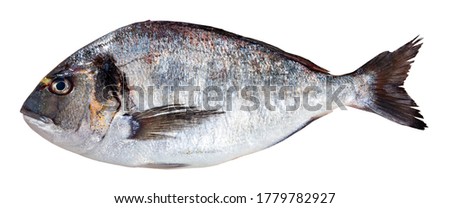 Fresh raw gilthead bream fish. Isolated over white background