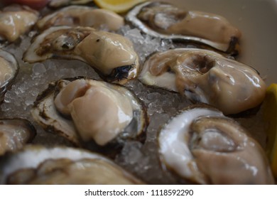 Fresh Raw Gourmet Oysters From The Chesapeake Bay In Annapolis, Maryland