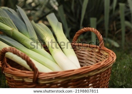 Fresh raw leeks in wicker basket outdoors, closeup