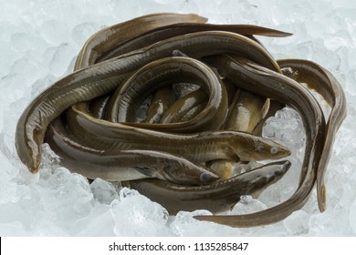 Fresh raw mature European eels on ice