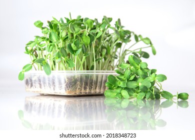 Fresh raw Microgreen sprouts baby sunflower on white background.
