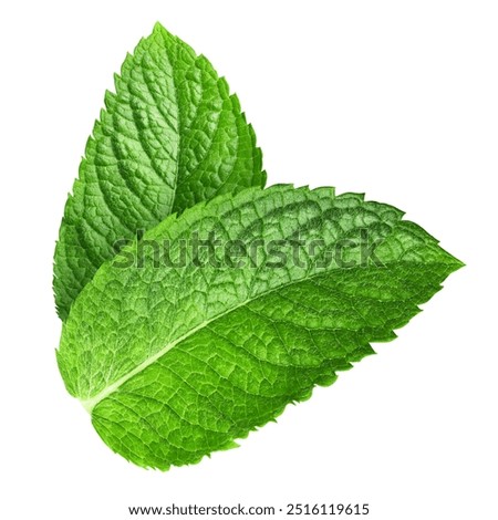 Fresh raw mint leaf isolated on white background. Mint leaf clipping path
