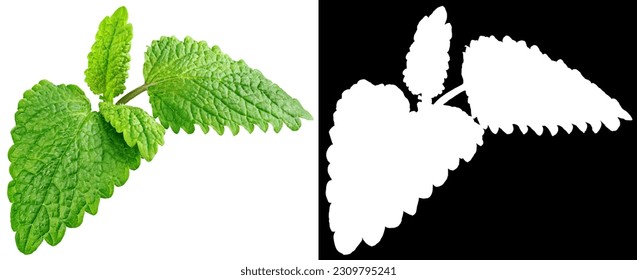 Fresh raw mint leaf or melissa leaves isolated on white background with clipping mask (alpha channel) for quick isolation. Full depth of field.