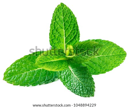 Fresh raw mint leaves isolated on white background. Spearmint, peppermint close up
