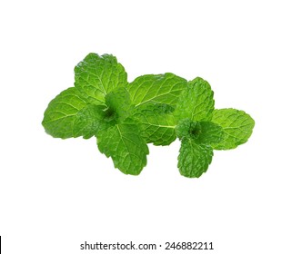 Fresh Raw Mint Leaves On White Background