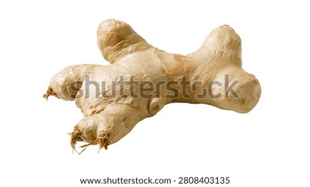 Fresh raw organic ginger root with textured skin and fibrous ends