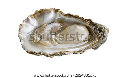 Fresh raw oyster open in shell with shiny nacreous interior