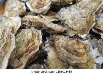 Fresh Raw Oyster Shells, Close Up