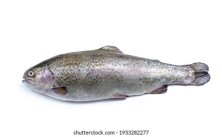 Fresh  Raw Rainbow Trout Fish Isolated On White 