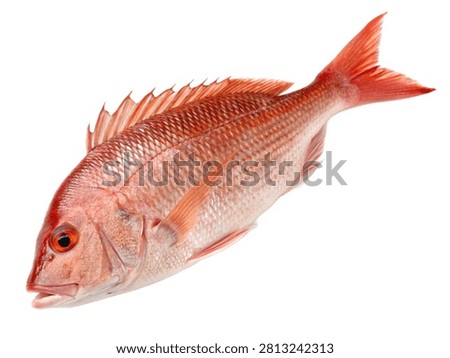 A fresh raw red snapper fish isolated on white transparent background.
