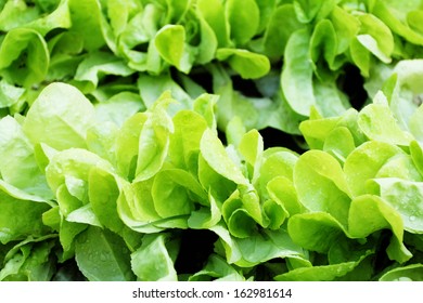 Fresh Raw Salad - Lactuca Sativa