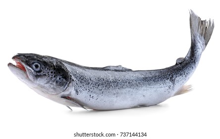 Fresh Raw Salmon, Isolated On White